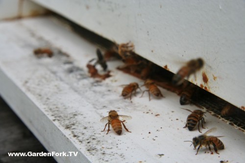 honeybees landing