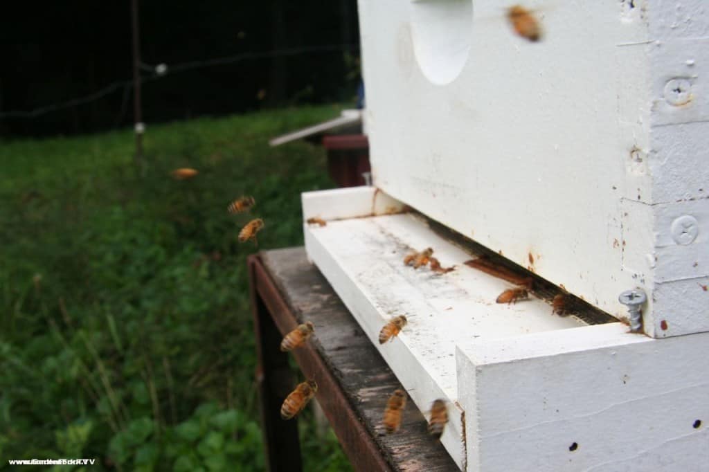 Honeybees landing with pollen on their legs