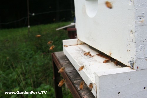 Honeybees landing with pollen on their legs