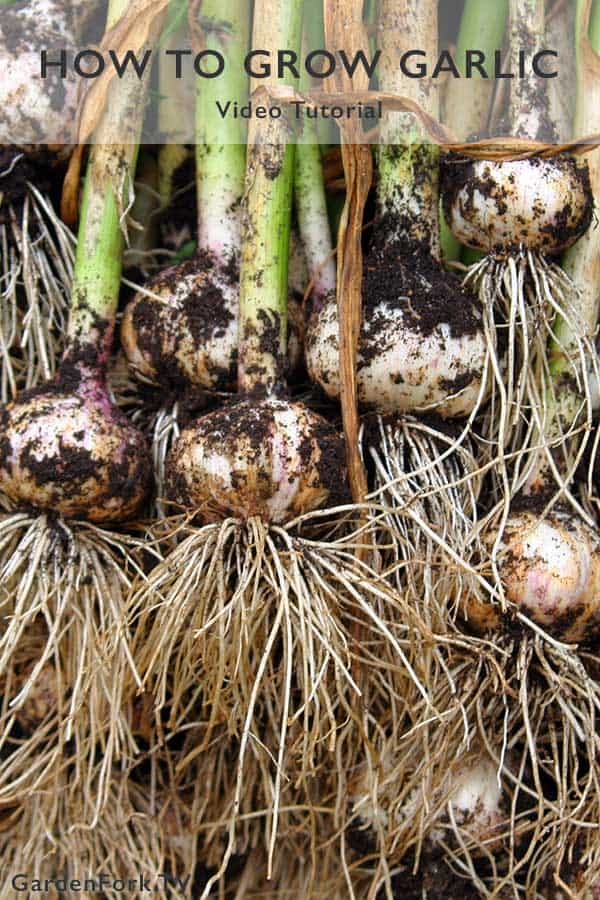 freshly harvested garlic