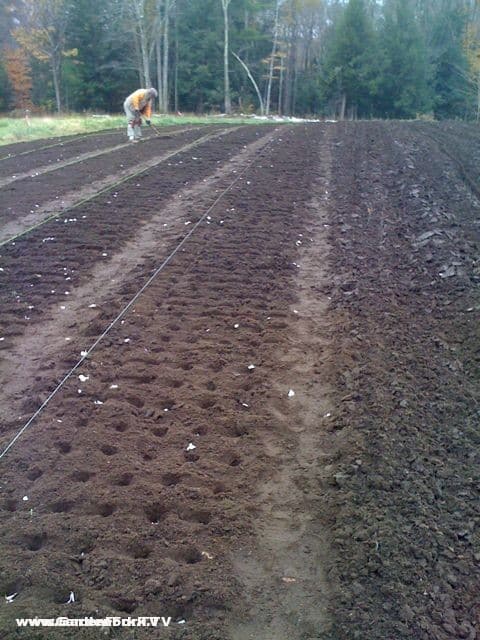 garlic planting tool