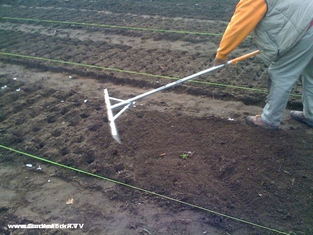 garlic planting tool