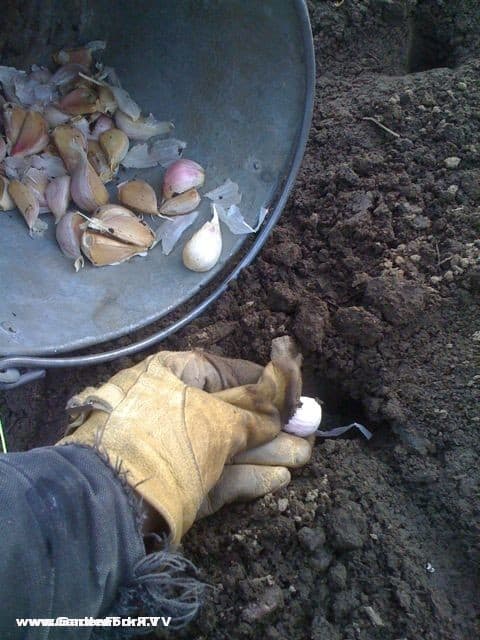 garlic planting tool