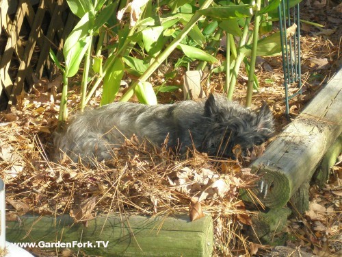 Sydney naps in the ginger lilies near the grill, visions of turkey dance in her head.