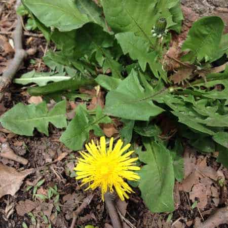 Dandelion Greens