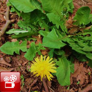 Dandelion Greens