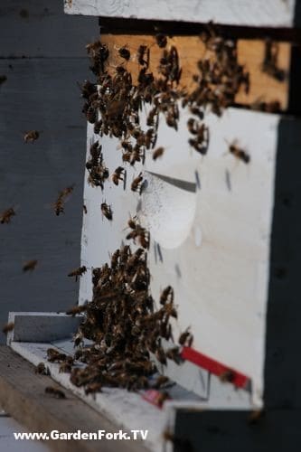 bee-swarm-capture-gf-video