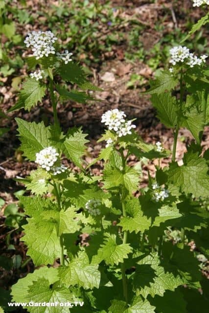 Garlic mustard