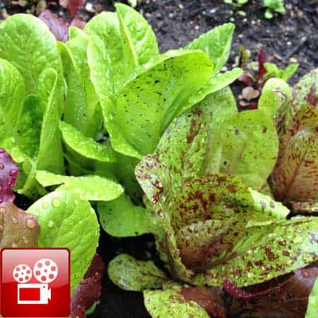 Lettuce used in the balsamic vinegar dressing recipe