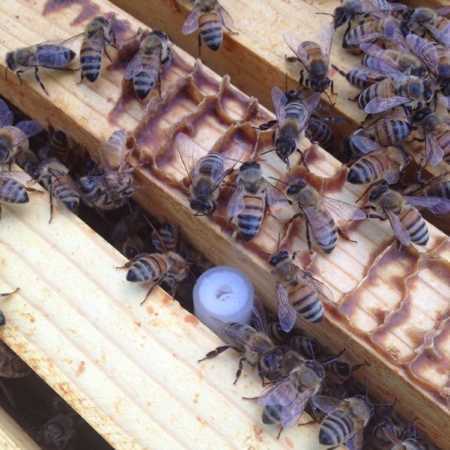 requeening a hive
