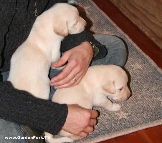 Mij and Henry as newborns