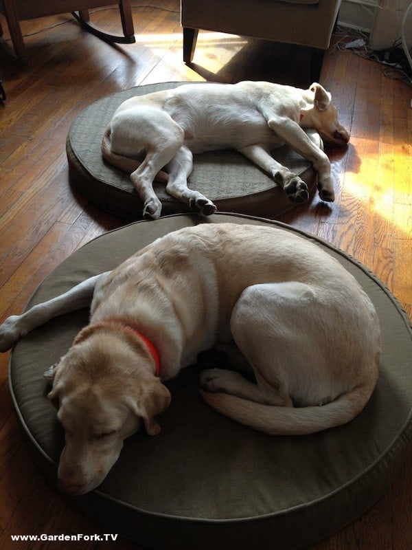 labradors asleep at work