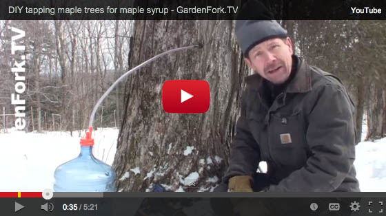 maple-syrup-evaporator