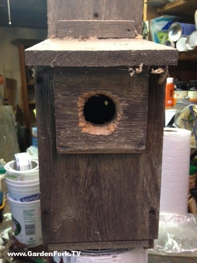 Chewed Out Birdhouse Hole