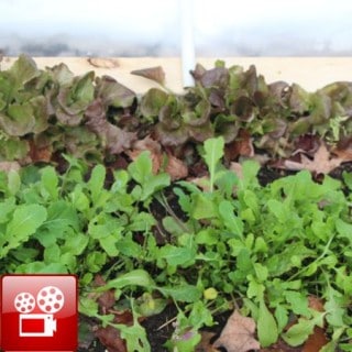 Seed Starting In Cold Frame Hoop House