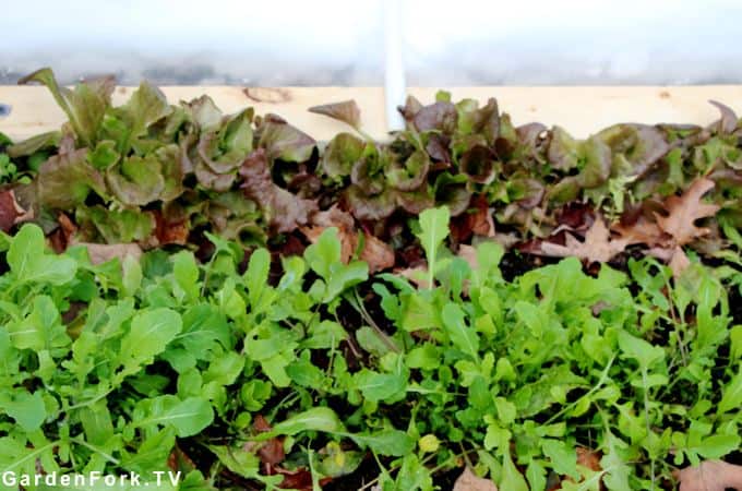 seed starting hoop house