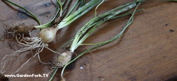 foraging-for-wild-garlic-2