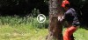 chainsaw cutting firewood