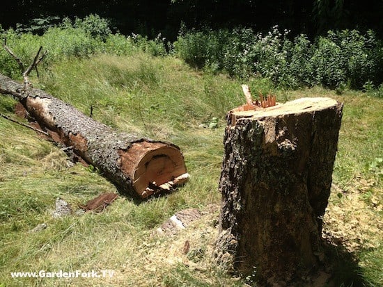 cut-down-a-tree-with-a-chain-saw-gf-video-2