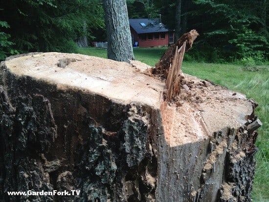 cut-down-a-tree-with-a-chain-saw-gf-video-3