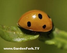 good-garden-bugs