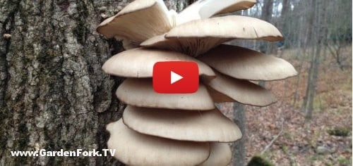 mushroom-foraging-2