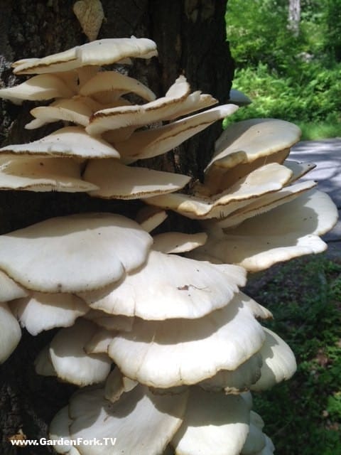 mushroom-foraging