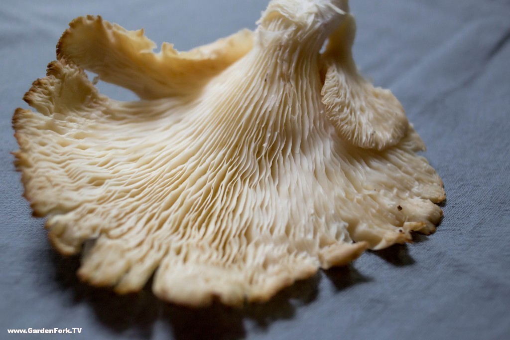 foraged oyster mushroom | GardenFork