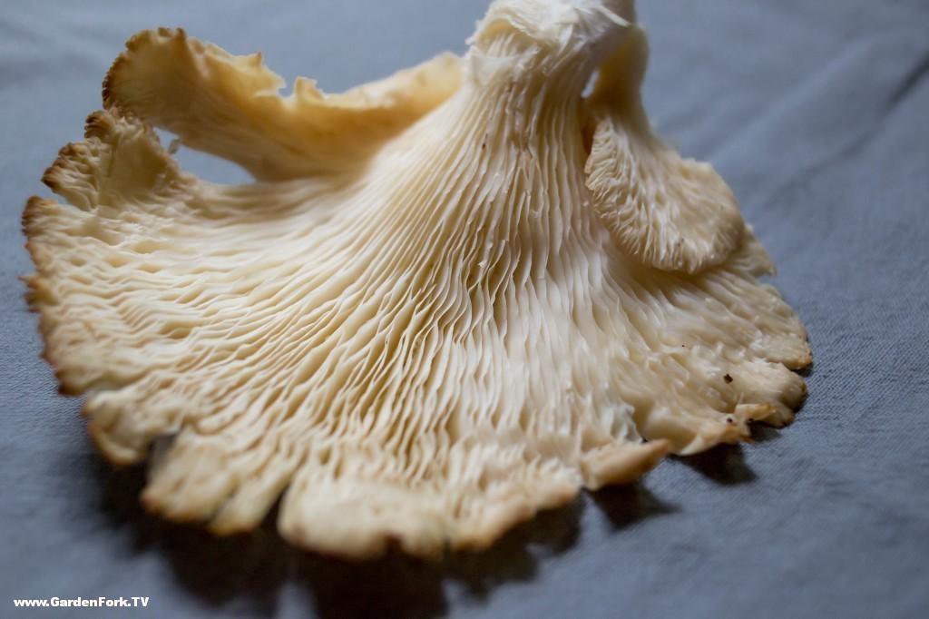 foraged oyster mushroom | GardenFork
