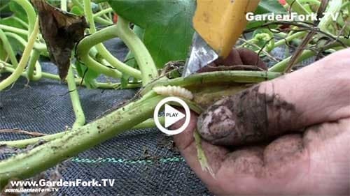 squash-vine-borer-treatment-3