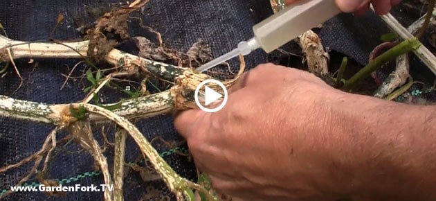 squash-vine-borer-treatment-play