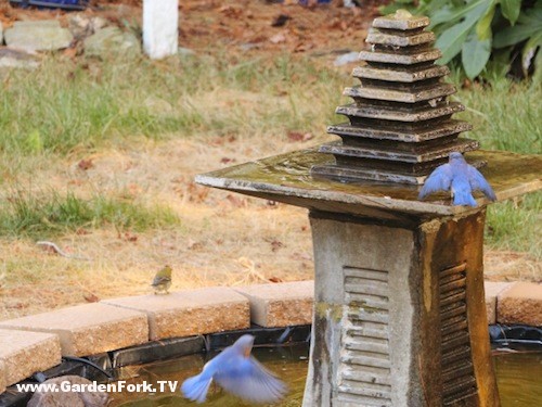 Rick's Water Feature with Bluebirds