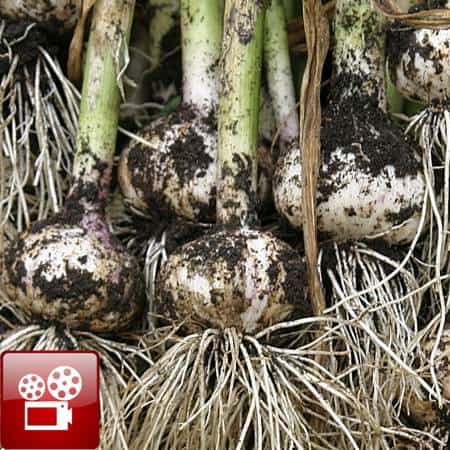 how to harvest garlic