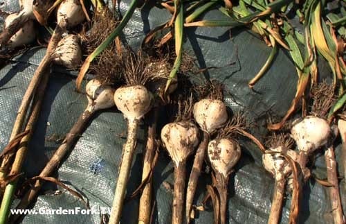 how-to-harvest-garlic-grow-garlic-v