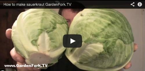 how-to-make-sauerkraut-gf-tv-3