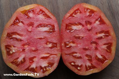 how-to-save-tomato-seeds-2