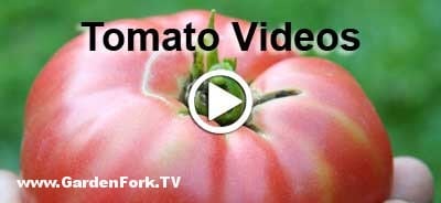 how-to-save-tomato-seeds