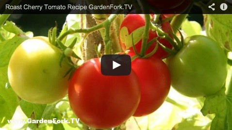 quick-cherry-tomato-recipe-2