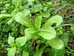 what-is-green-manure