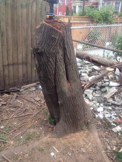 backyard-stump-removal-1