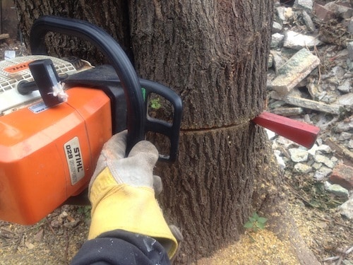 backyard-stump-removal-2