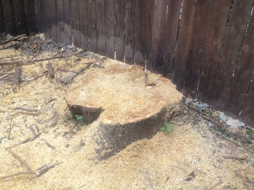 backyard-stump-removal-3