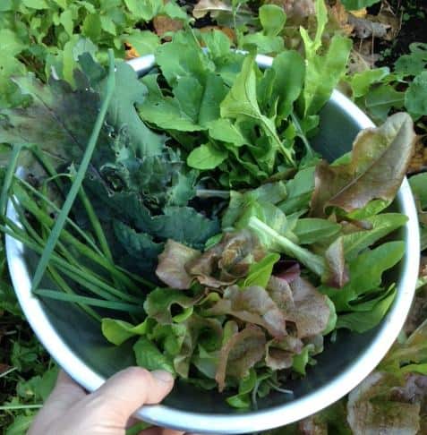 locavore-garden-salad-instead-of-pbj-for-lunch