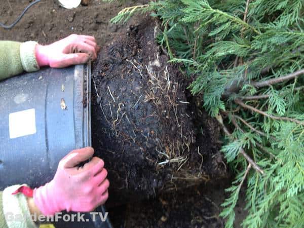 planting-a-tree-next-to-a-tree-stump-is-a-challenge4