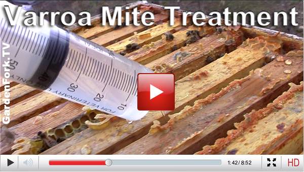 bee-oxalic-acid-mite-treatment-play