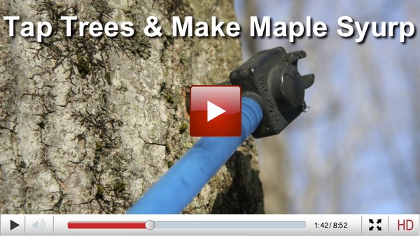 maple syrup videos