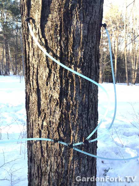 using-tubing-for-tapping-sugar-maples-1