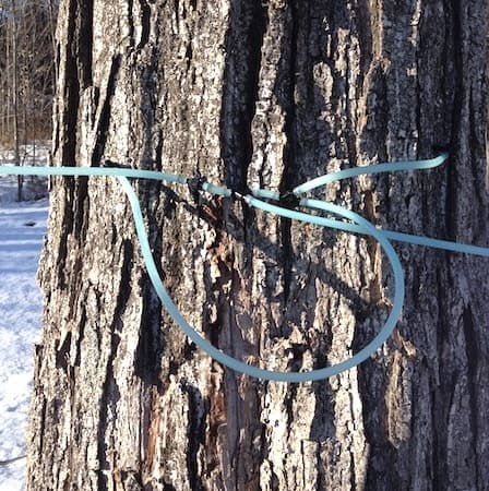 using-tubing-for-tapping-sugar-maples-1
