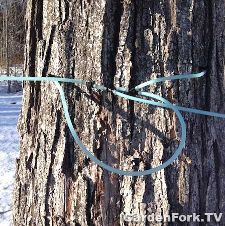 using-tubing-for-tapping-sugar-maples