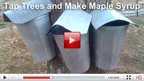 make maple syrup